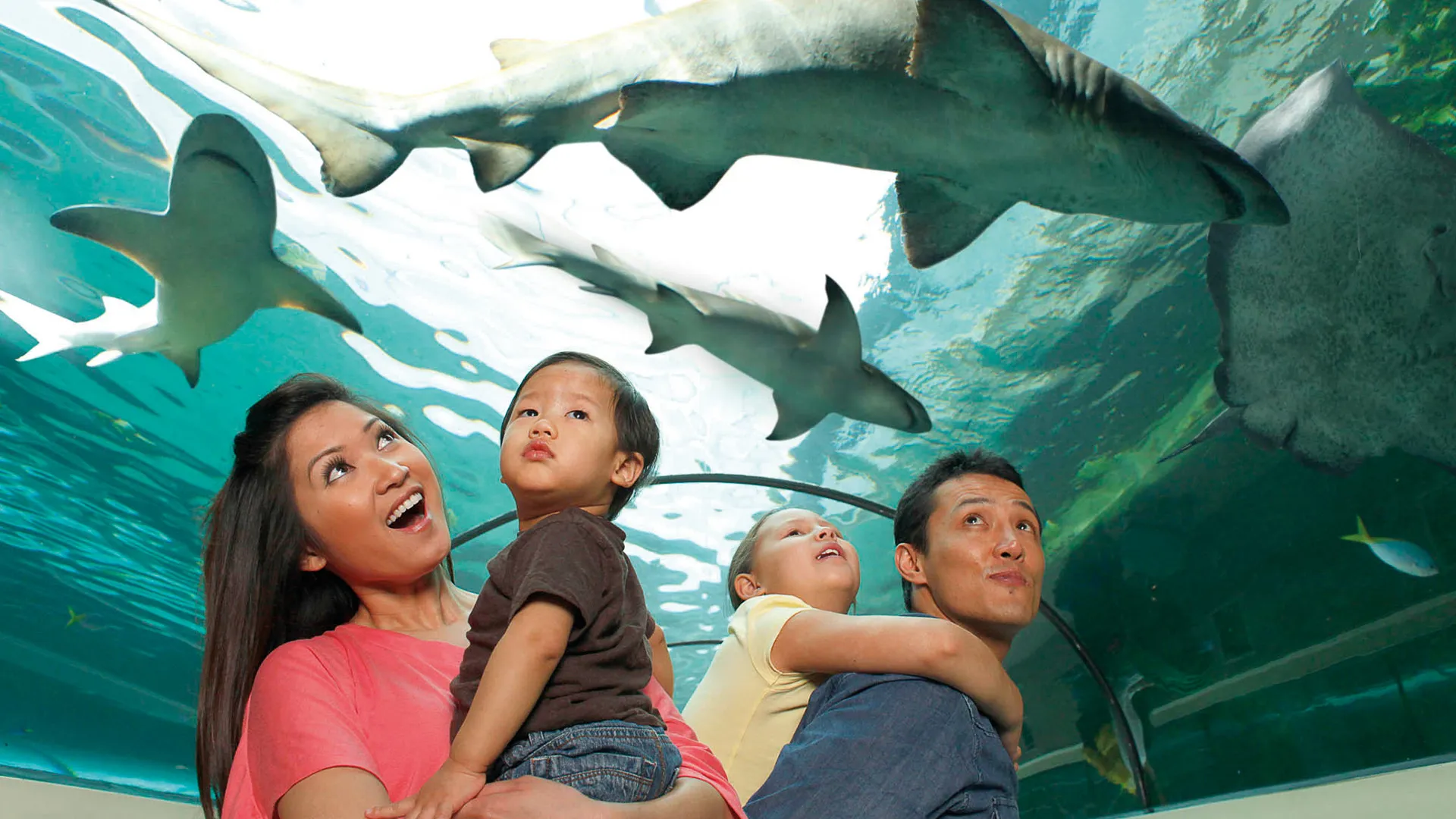 Aquarium exhibit photograph published on SEA LIFE New Jersey’s website.